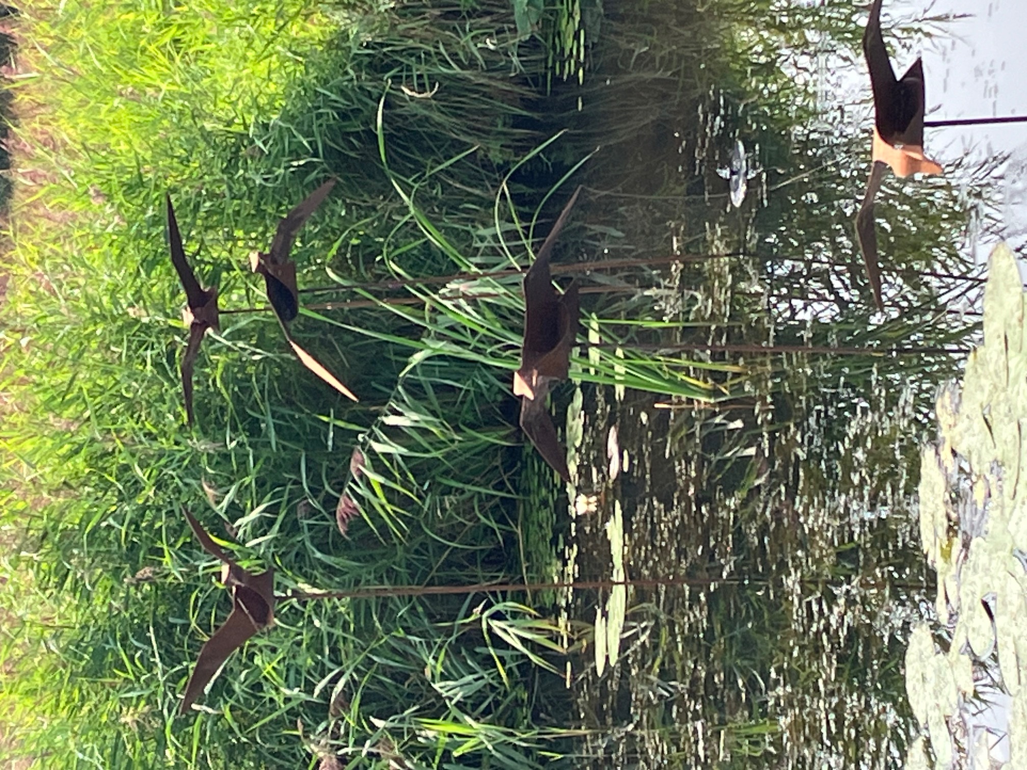 gans/wilde eend (vliegend)